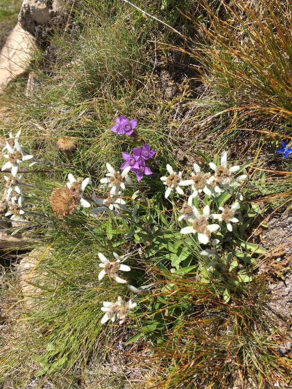 Christall Main image